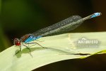 Šidélko znamenané (Erythromma viridulum)