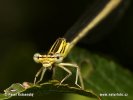 Šidielko ploskonohé (Platycnemis pennipes)