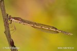 Šídlatka hnědá (Sympecma fusca)