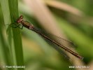 Šídlatka velká (Lestes viridis)