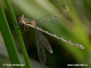 šidlovka tmavá (Lestes dryas)