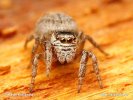 Skákavka (Salticidae)