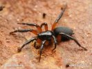 Skálovka žlutonohá (Gnaphosa bicolor)