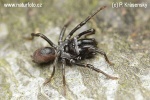 Sklípkánek hnědý (Atypus affinis)