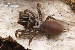 Sklípkánek pontický (Atypus muralis)