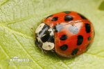 Slunéčko (Harmonia axyridis)