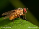 Slunilka (Phaonia rufiventris)