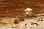 Snovačka (Enoplognatha sp.)