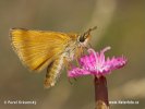 Soumračník žlutoskvrnný (Thymelicus acteon)