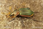 Střevlík lesklý (Carabus nitens)