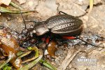 Střevlík měděný (Carabus cancellatus)