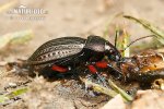 Střevlík měděný (Carabus cancellatus)