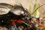 Střevlík měděný (Carabus cancellatus)