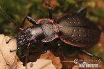 Střevlík nepravidelný (Carabus irregularis)