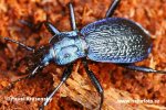 Střevlík vrásčitý (Carabus intricatus)