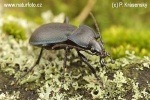 Střevlík vypouklý (Carabus convexus)