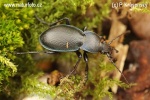 Střevlík vypouklý (Carabus convexus)