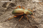 Střevlík zlatitý (Carabus auratus)