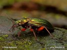 Střevlík zlatolesklý (Carabus auronitens)