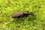 Střevlík zrnitý (Carabus granulatus)