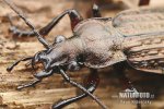 Střevlík zrnitý (Carabus granulatus)