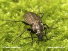 Střevlík zrnitý (Carabus granulatus)