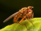 Temnomilka (Dryomyza flaveola)