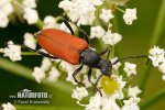 Tesařík (Anastrangalia sanguinolenta)