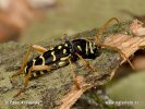 Tesařík dubový (Plagionotus arcuatus)