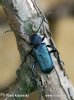 Tesařík fialový (Callidium violaceum)