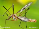 Tiplice (Tipula vernalis)