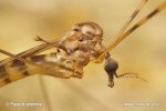 Tiplice (Tipula sp.)