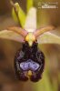 Tořič Bertolonův (Ophrys bertolonii)