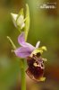 Tořič čmelákovitý (Ophrys holoserica)