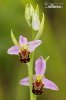 Tořič včelonosný (Ophrys apifera)