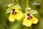 Tořič (Ophrys lacaitae)