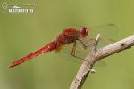 Vážka červená (Crocothemis erythraea)