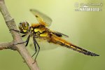 Vážka čtyřskvrnná (Libellula quadrimaculata)