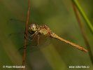 Vážka jižní (Sympetrum meridionale)