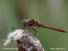 Vážka obecná - samec