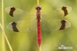 Vážka pásavá (Sympetrum pedemontanum)