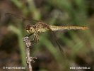 Vážka pestrá (Sympetrum striolatum)