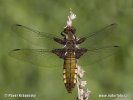 Vážka ploská (Libellula depressa)