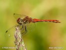 Vážka Rudá (Sympetrum sanguineum)