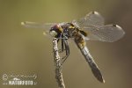 Vážka široká (Leucorrhinia caudalis)