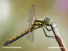 Vážka tmavá (Sympetrum danae)