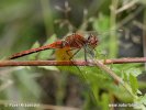 Vážka žltoškvrnná (Sympetrum flaveolum)