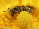 Včela (Halictus)