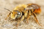 Včela (Hoplitis rufohirta)