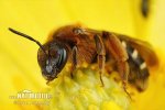 Včela (Lasioglossum xanthopus)